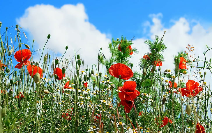 poppies, field, flowers, nature, plants, clouds, HD wallpaper