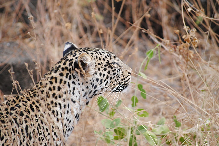 brown and black leopard, leopard, predator, muzzle, HD wallpaper