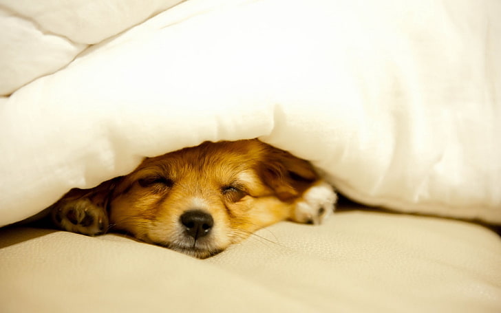 short-coated brown dog, dog, puppy, blanket, lie down, peek, HD wallpaper