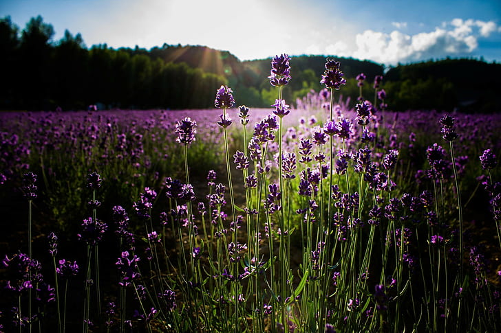 Pflanzen, Blumen, lila Blumen, Lavendel, Feld, Sonnenlicht, Natur, HD-Hintergrundbild