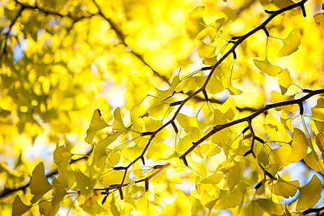 yellow leaf tree, Autumn, Yellow, leaf, tree, Canon  EOS, ginkgo, nature, plant, Iwaki, JAPAN, 日本, branch, forest, season, outdoors, gold Colored, backgrounds, vibrant Color, HD wallpaper HD wallpaper