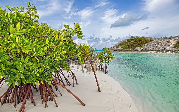 grünblättrige Pflanze, Mangrovenbaum, Sand, Blätter, Küste, HD-Hintergrundbild