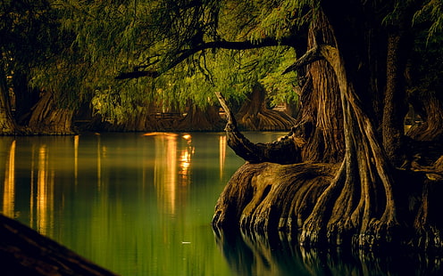 natureza, paisagem, lago, floresta, água, reflexão, árvores, raízes, calma, México, HD papel de parede HD wallpaper