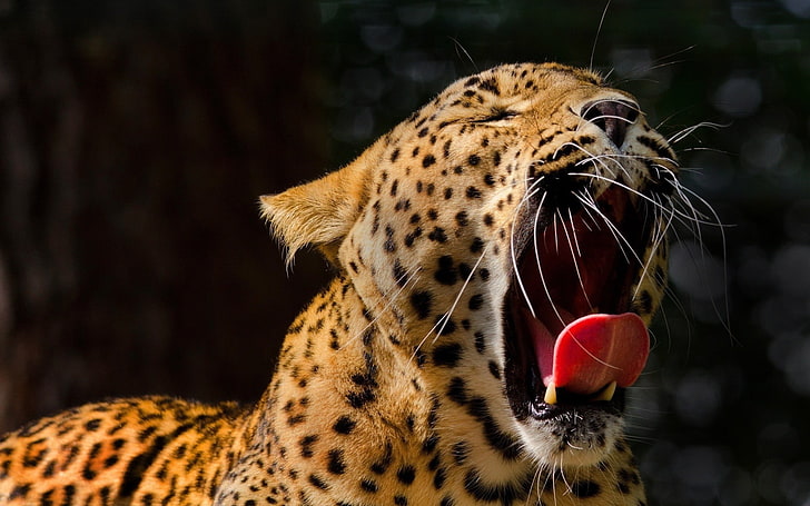 кафяв и черен леопардов текстил, животни, леопард, отворена уста, прозяване, леопард (животно), HD тапет