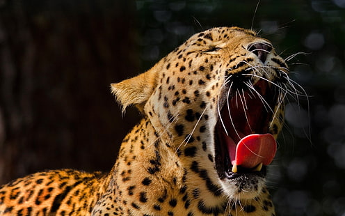 marrom e preto com estampa de oncinha, animais, leopardo, boca aberta, bocejando, leopardo (animal), HD papel de parede HD wallpaper