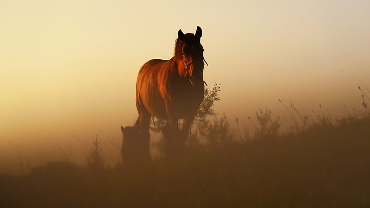 Männer rotes Poloshirt, Morgen, Tiere, Pferd, Sonnenlicht, HD-Hintergrundbild
