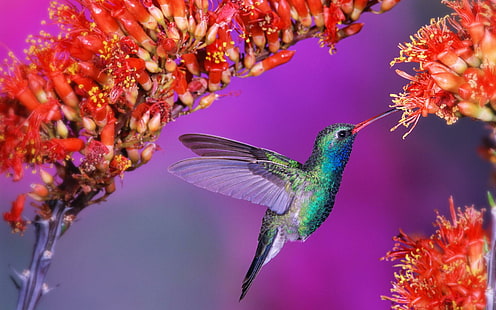 Beija-flor, beija-flor, animais e pássaros, HD papel de parede HD wallpaper