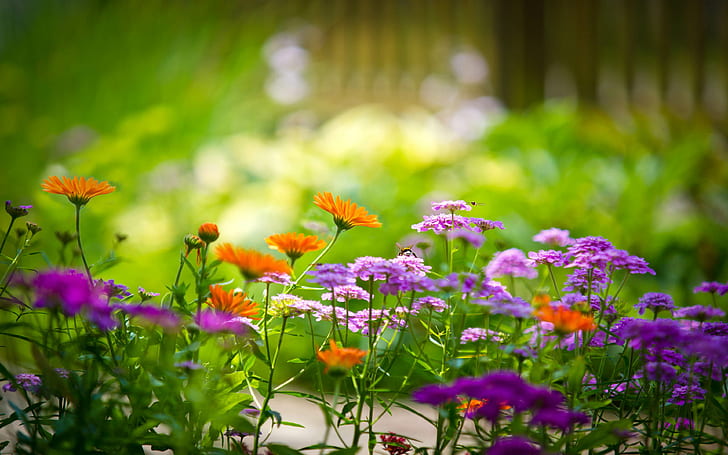 Красиви цветни цветя от градински цъфтящи тапети Hd за мобилни устройства и таблети 3840 × 2400, HD тапет