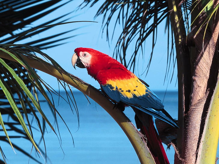 Parrot Beach, плаж, папагал, HD тапет