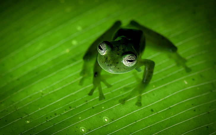 nature, Costa Rica, amphibian, frog-Ghost, HD wallpaper