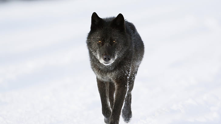 Lobo preto no inverno, preto, lobo, inverno, HD papel de parede