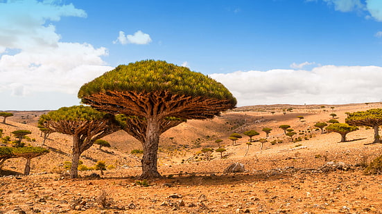 Dicksam Plateau Socotra Island Yemen Dragon Trees Desert Landscape Desktop Wallpaper Hd 1920 × 1080, HD tapet HD wallpaper