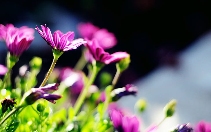 Purple flowers, blur, sun, Purple, Flowers, Blur, Sun, HD wallpaper