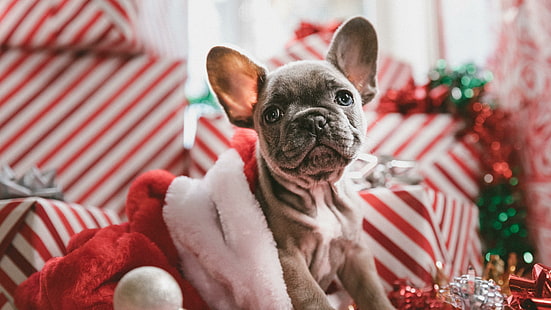 anjing, natal, liburan, lucu, anak anjing, hewan, dekorasi natal, hadiah natal, jenis anjing, moncong, bulldog, grup non-olahraga, bulldog Prancis, Wallpaper HD HD wallpaper