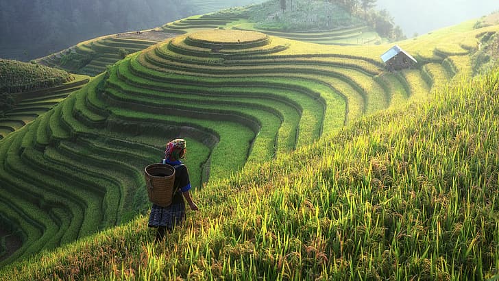 природа, пейзаж, рисовая терраса, рисовые поля, Китай, холмы, HD обои