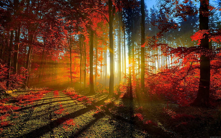 Tramonto attraverso gli alberi in autunno, alberi rossi della foglia, caduta, foresta, albero, tramonto, autunno, Sfondo HD