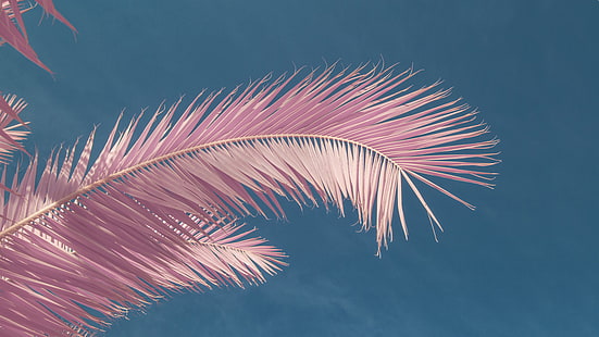 clear sky, pink, palm trees, HD wallpaper HD wallpaper