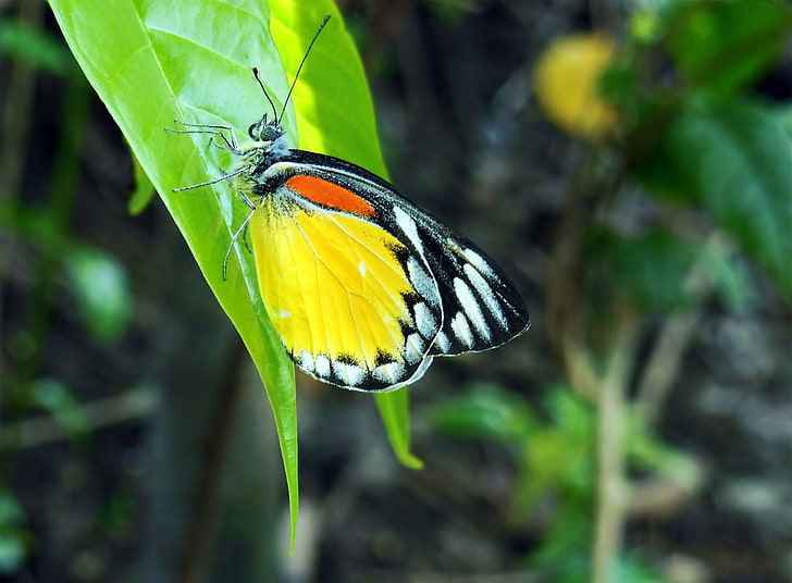 Doğanın güzelliği, ortak jezebel kelebek, hayvanlar, böcekler, kelebek, makro, HD masaüstü duvar kağıdı
