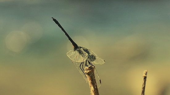 Libelle, Insekten, Fliegen, Flügel, HD-Hintergrundbild HD wallpaper