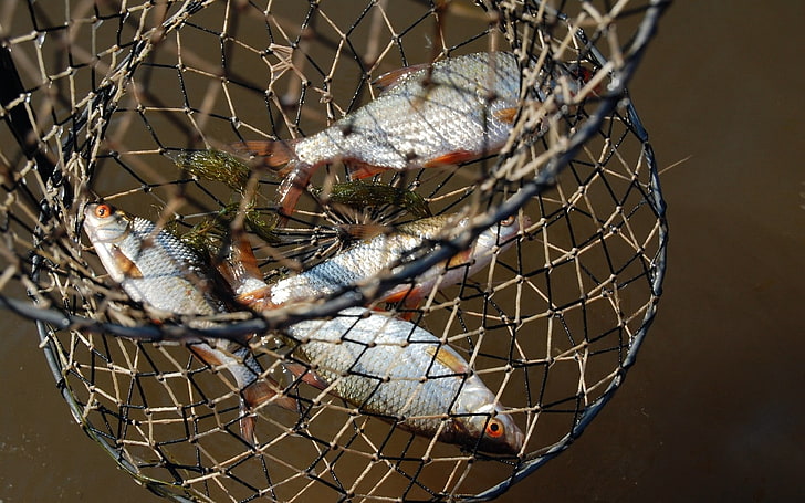 four silver fishes, cart, grid, fish, catch, fishing, macro, HD wallpaper