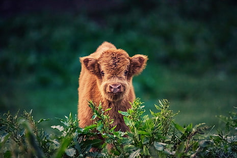 Animal, Cow, Baby Animal, HD wallpaper HD wallpaper
