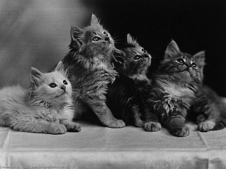 animal cat I'm cute Animals Cats HD Arte, carino, animale, gattino, gatto, gato, Sfondo HD
