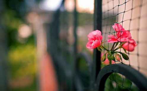 Flower Macro Blur HD, natura, kwiat, makro, rozmycie, Tapety HD HD wallpaper