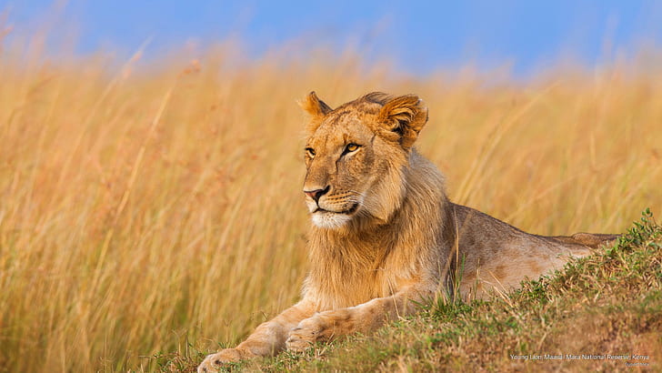若いライオン、マサイマラ国立保護区、ケニア、動物、 HDデスクトップの壁紙