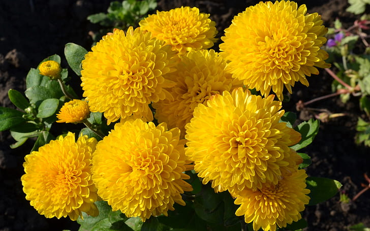 Yellow Chrysanthemums Flowers Wallpapers (pictures, Photos) Download, HD wallpaper