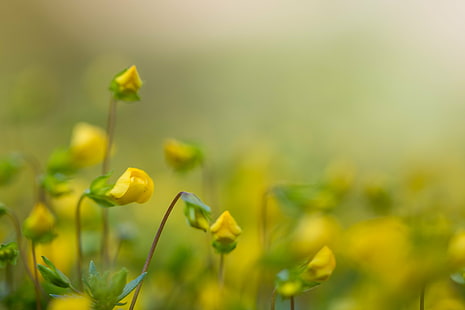 selected focus photo of yellow petaled flower, tiny, tiny, Tiny, focus, photo, yellow, flower, Botaniska trädgården, Canon EF, f/2, USM, Macro, Lund, gul, makro, exif, model, canon eos, 760d, geo, country, camera, iso_speed, lens, state, focal_length, mm, city, geo:location, aperture, ƒ / 2,8, canon, nature, plant, springtime, summer, green Color, outdoors, beauty In Nature, HD wallpaper HD wallpaper