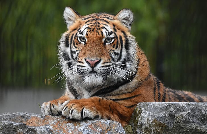 взгляд, морда, тигр, камни, портрет, хищник, дикая кошка, HD обои