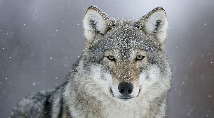Predator Wolf Snow HD Wallpaper, gray and brown wolf, Animals, Wild, HD wallpaper