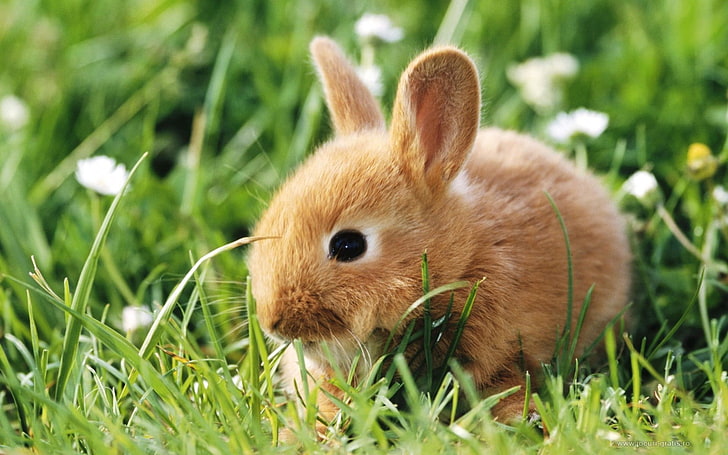 коричневый кролик, кролик, трава, животное, HD обои