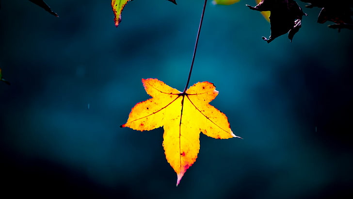 maple leaf, leaf, yellow, dark, sky, autumn, close up, macro photography, HD wallpaper