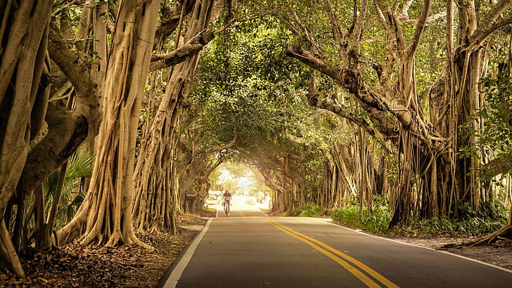 Natur, Bäume, Straße, Fahrrad, HD-Hintergrundbild