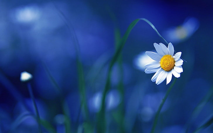 flor de la margarita blanca, fotografía de enfoque selectivo de la flor de la margarita blanca, flores, macro, naturaleza, borrosa, plantas, Fondo de pantalla HD
