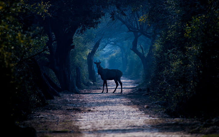 Олень на пути, животное в лесу, лес, деревья, туман, живая природа, олень, путь, HD обои