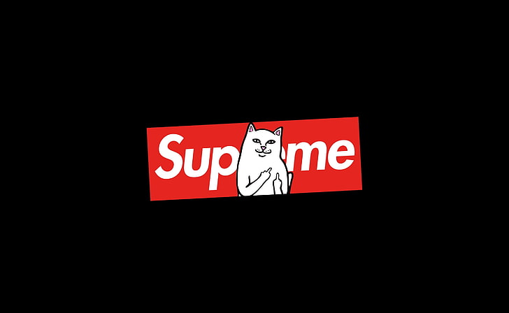 Chat suprême, logo suprême, drôle, suprême, chat, Fond d'écran HD
