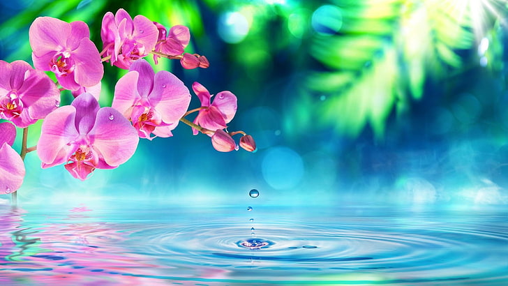 water, nature, flower, flora, sky, petal, orchid, blossom, drop, pink flower, pink orchid, waterdrop, relax, harmony, zen, HD wallpaper