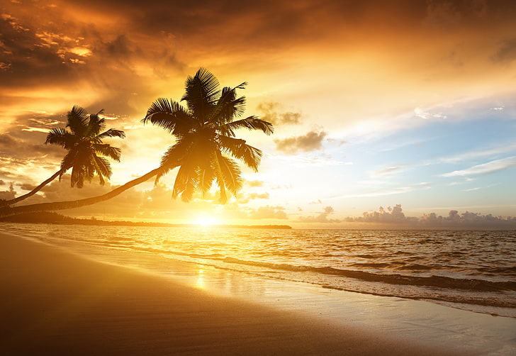 deux palmiers verts, plage, tropiques, mer, sable, palmiers, coucher de soleil, soir, Fond d'écran HD
