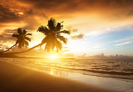 två gröna palmer, strand, tropiker, hav, sand, palmer, solnedgång, kväll, HD tapet HD wallpaper