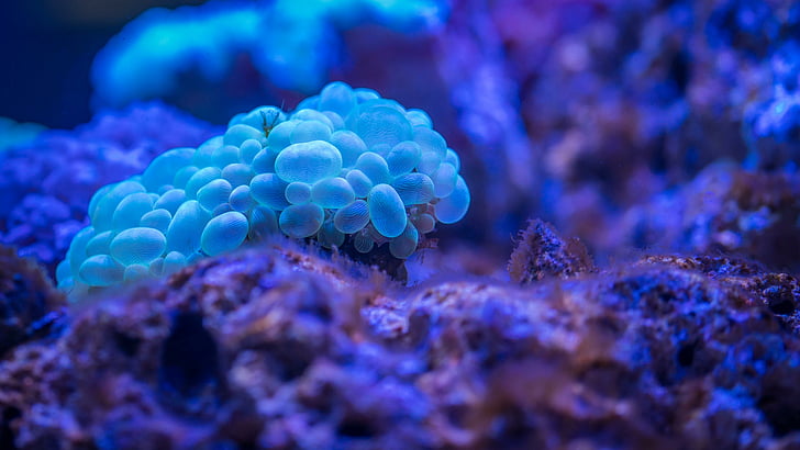 bubble coral, blue, coral, reef, biology, beautiful, marine biology, aquatic, underwater, macro photography, photography, octobubble, plerogyra sinuosa, HD wallpaper