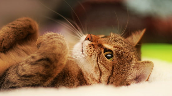 кот, усы, милый, лежа, ложь, лапа, крупный план, котенок, короткошерстная кошка, полосатый кот, домашняя кошка, HD обои HD wallpaper