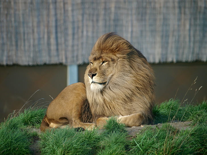 Amazing lion, imagen de león macho adulto, amazing lion, Amazing Animals, s, Best s, hd, fondos hd, Fondo de pantalla HD