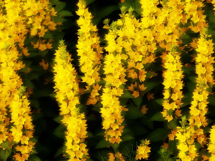 yellow flowers, summer, flowers, HD wallpaper