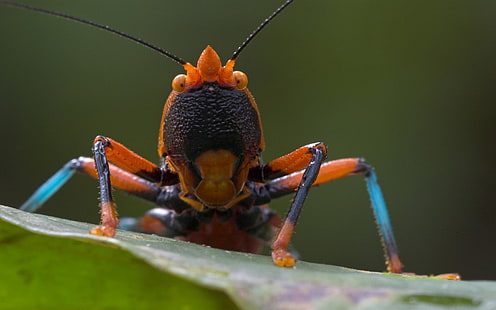 nature, animals, closeup, insect, grasshopper, macro, HD wallpaper HD wallpaper