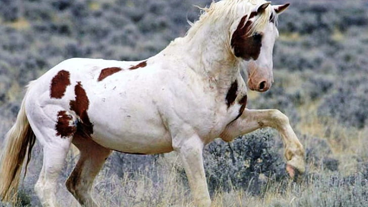 Дива боя, бял и кафяв кон, диви коне, животни, понита, природа, боядисани коне, HD тапет