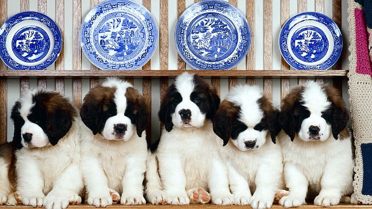 cinque cuccioli di San Bernardo bianco e marrone, cuccioli, seduto, cane, Sfondo HD
