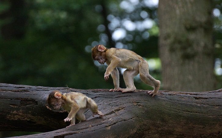 Monyet Bayi Log HD, hewan, bayi, monyet, log, Wallpaper HD