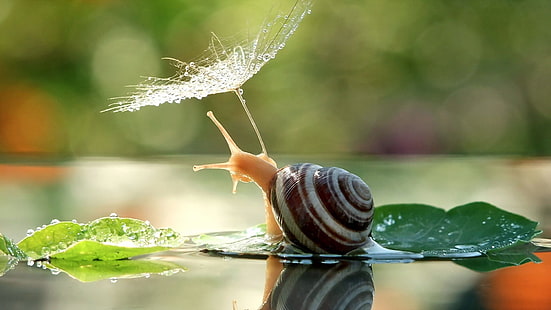 snail with leaf, snail, bokeh, water drops, dew, animals, reflection, HD wallpaper HD wallpaper
